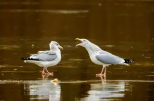чайки в Гродно