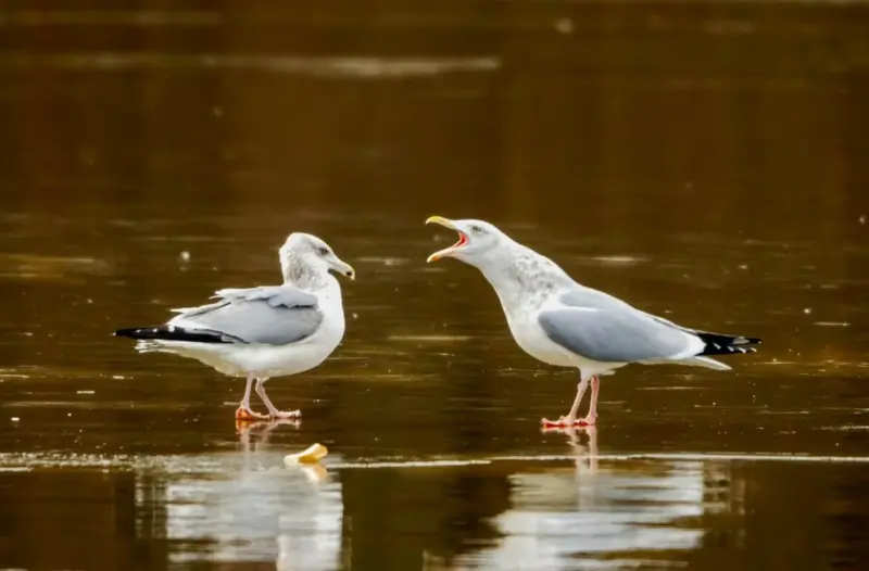 Палепшаныя кантэйнеры, рамонт дахаў і ўльтрагук. У Гродне мясцовыя ўлады будуць змагацца з чайкамі чайки в Гродно