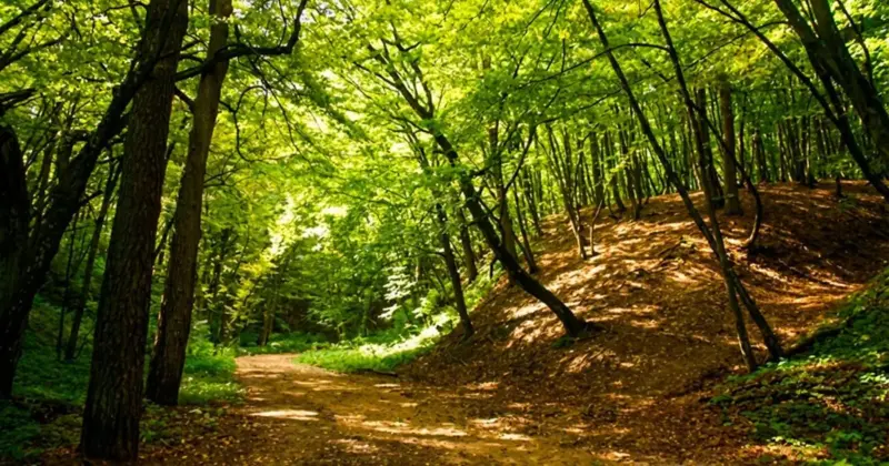 У Румлёўскім парку можа з’явіцца зона адпачынку. Што прапаноўвалі гродзенцы на конкурс грамадзянскіх ініцыятыў Дарожка ў Румлёўскім парку. Фота: pomniki.grodnolib.by