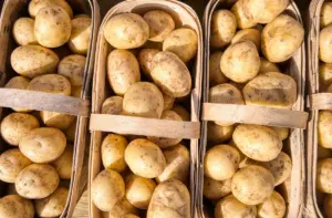 Дзве традыцыйныя беларускія стравы хочуць унесці ў спіс ЮНЭСКА. Якія менавіта?