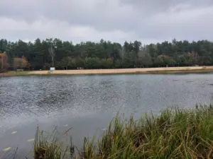 Пад Ваўкавыскам масава гіне рыба – прычыну ўжо выявілі Пад Ваўкавыскам масава гіне рыба – прычыну ўжо выявілі