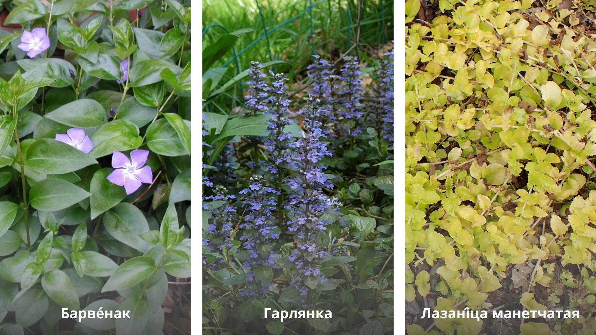 Цветы для городской клумбы
