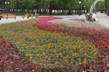 Беласток саджае лугі, а Гродна адналетнікі. Як правільна азеляняць горад?