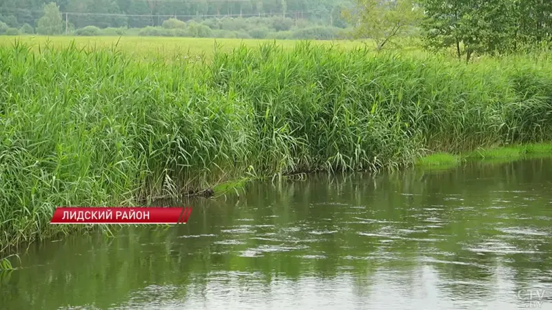 На Дзітве ў Лідскім раёне зафіксавалі перавышэнне канцэнтрацый. Вінаватых пакаралі Забруджаная рака Дзітва. Фота: СТВ